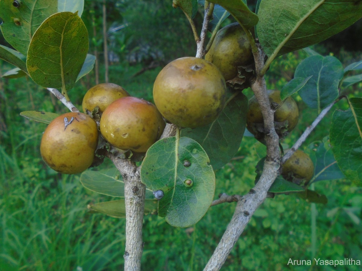 Diospyros melanoxylon Roxb.